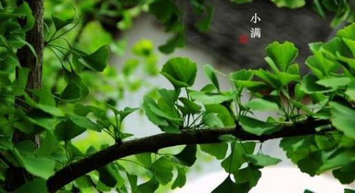 关于祝福朋友圣诞快乐的微信签名2021_不想找一枝芳草